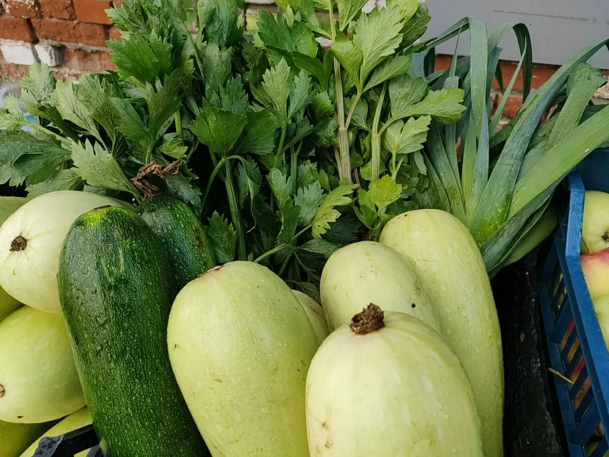 Кабачки: не такая уж безопасная прелесть на вашем столе