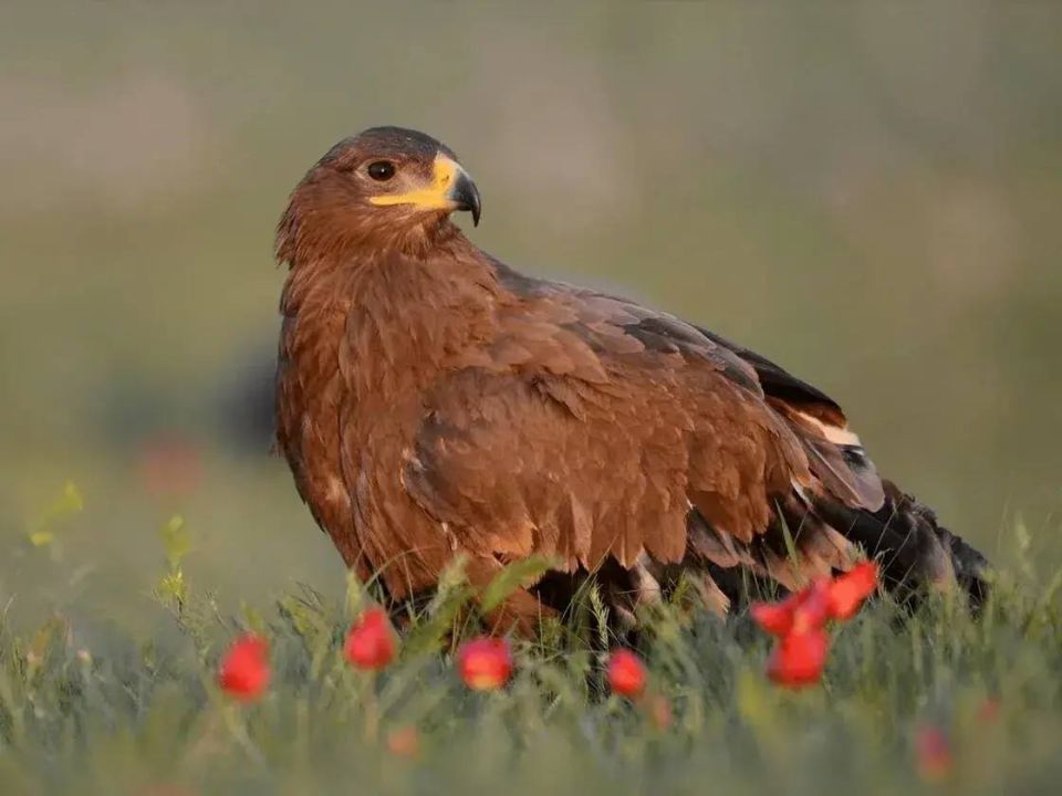 � �������� �������� ���������� ����� ���������� ����� �������