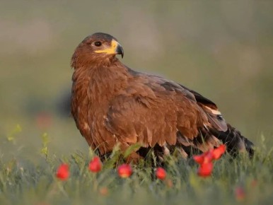 � �������� �������� ���������� ����� ���������� ����� �������