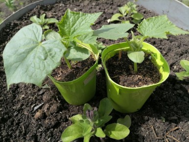 ����������� � ��������: ��������� ����� ������ ������� ������ � �����