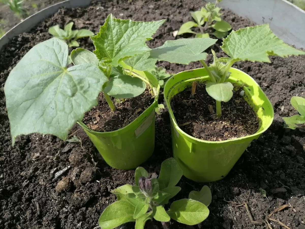 Эксперимент с огурцами: рассадный метод против прямого посева в грунт