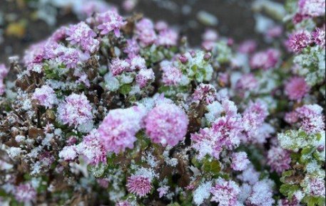 В Калмыкии 9 и 10 апреля ожидаются заморозки