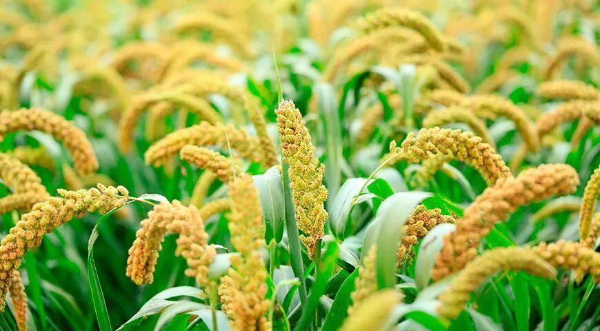 �����: ������� ���� � ������������ ����������� � �������