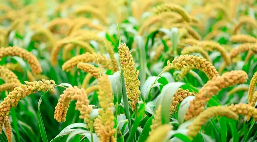 Пшено: древний злак с современными инновациями в питании