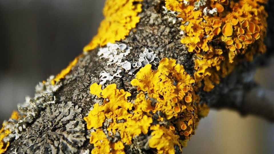 ��������� �� ��������: ����� �� �� ������� ��� ���� � �����