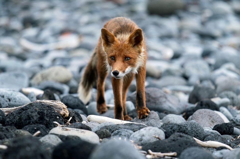 �������� ��������� ������������� �� ���� ������