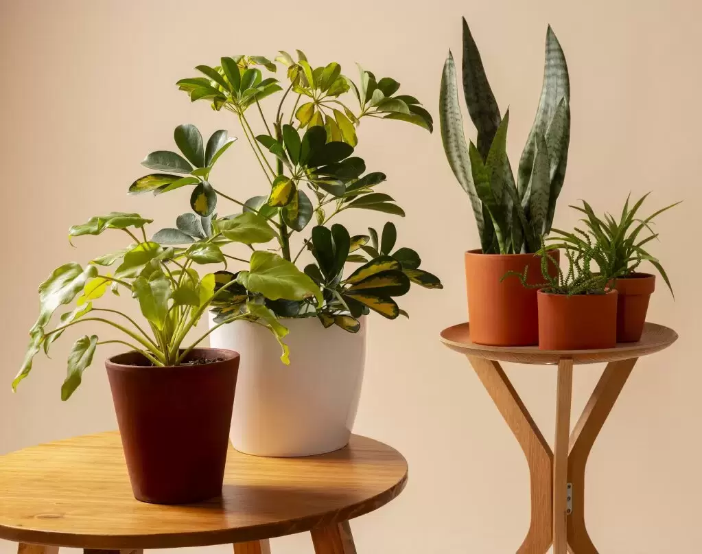 Как создать идеальные условия для здоровья комнатных растений