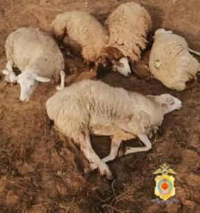 ����������� ���-����������� ������ ��������� � ������� ������� ���������� ���������� ����