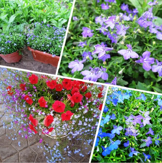 ������� ������� �������� �������: ��� ��������� ������� �� ����� ����