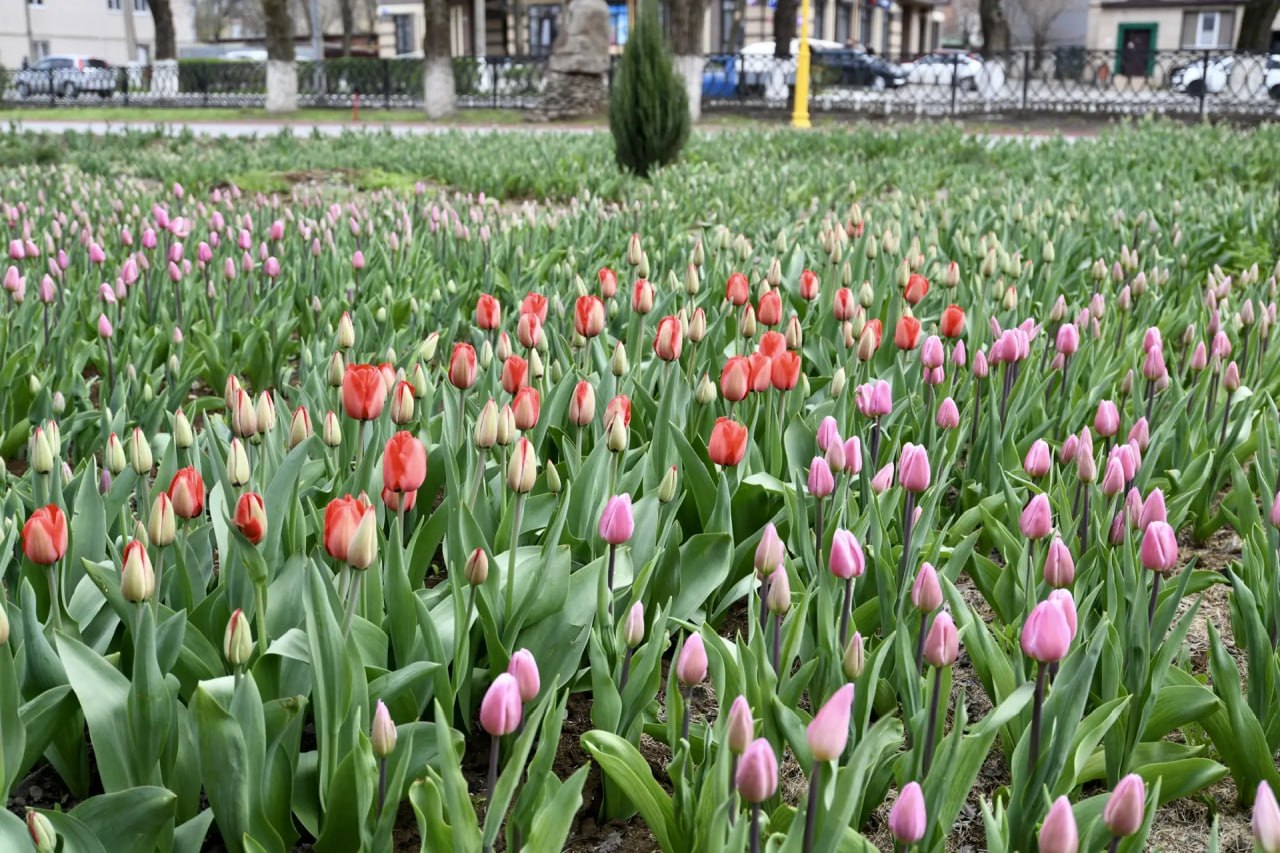 Тюльпаны зацвели не только в степи, но и в нашем городе! Тюльпаны зацвели не только в степи, но и в нашем городе!