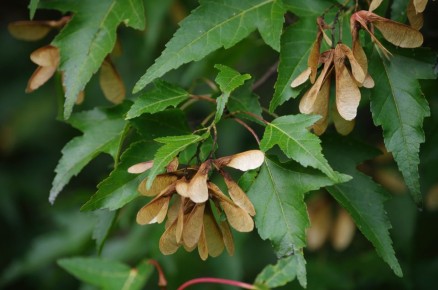 Неопровержимая красота: секреты выращивания клена гиннала и татарского