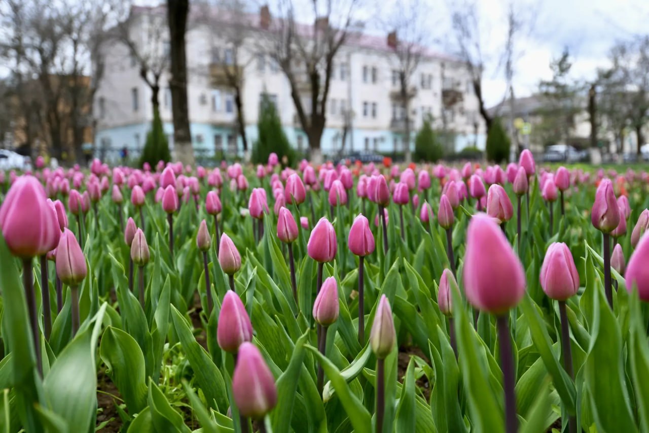 Тюльпаны зацвели не только в степи, но и в нашем городе!