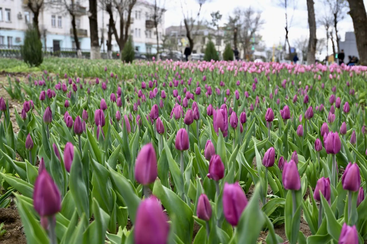 Тюльпаны зацвели не только в степи, но и в нашем городе! Тюльпаны зацвели не только в степи, но и в нашем городе!