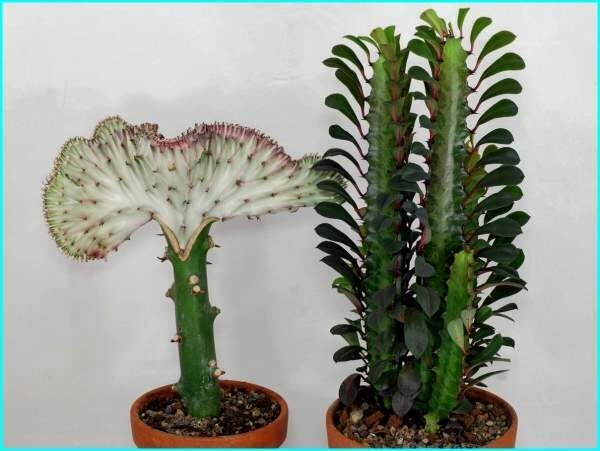 ��������: ������������ ��������, ��������� ������������ ������ ����