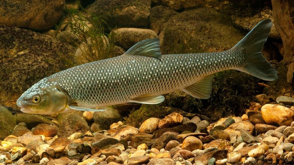 �������: ��������� ����� ��������, �������� �������� ���������