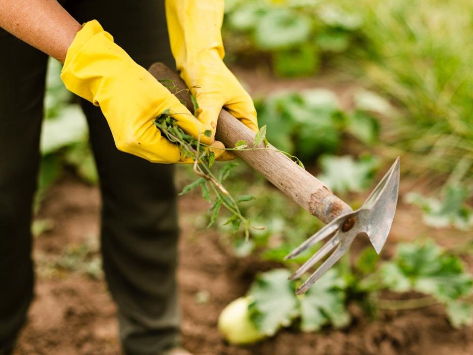 ������ ���������� ����: ��� �������� �������� � ������ � ��������� � ��������� �����