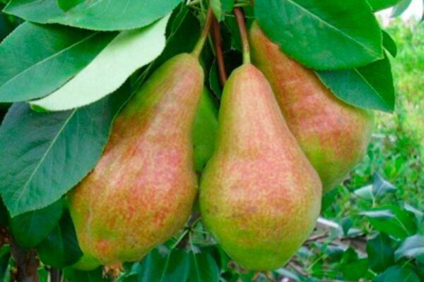 ����� ������: ��������� ����� ��� ��������� ���� �������