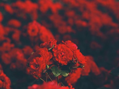 ������� ��������� �������� ��� ������: ������ ��� ���������