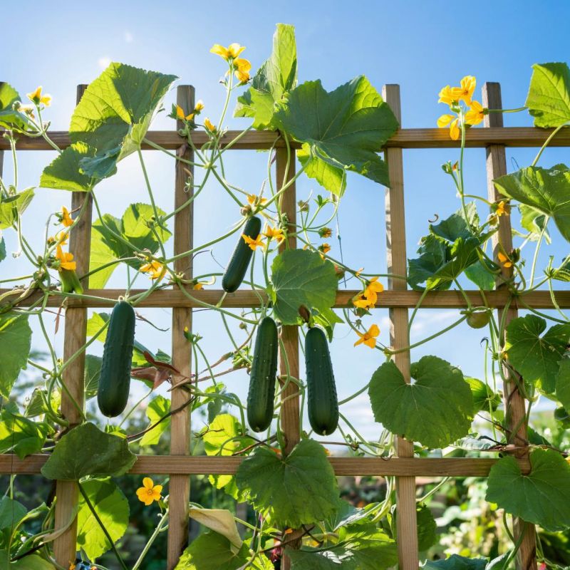 ������� ��������� ����������� �������: � ��� ������ �������