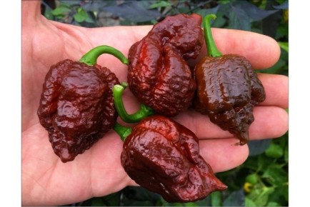 ������������ ����� �������� �������� ����������: ����������� � ������� ������