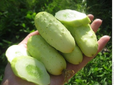 ������ ����� �����: ���������� ������ � ���������� ��������� �������