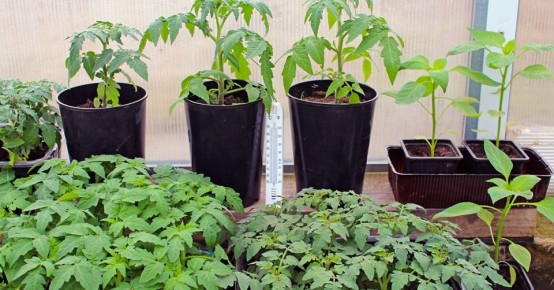 ��� �������� �������: ����������� ������������ ��� ��������� ������� ��������