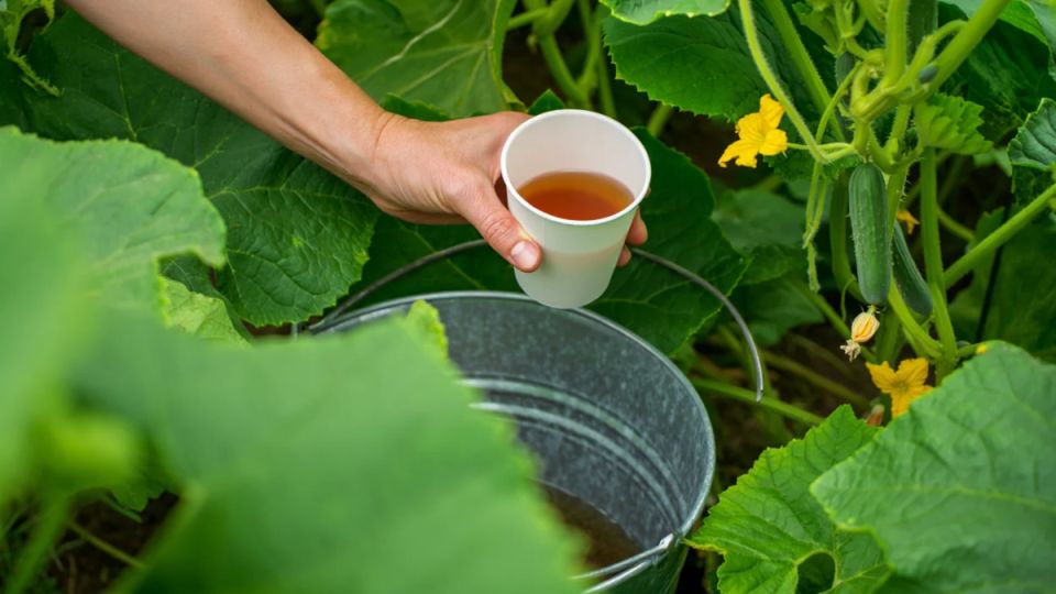 ��� ������� ���� �������� ������� ����� ��������� � ��������