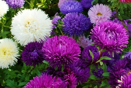 ��� ��������� ����� �����: ������ ��� ������� � ���������� ����������