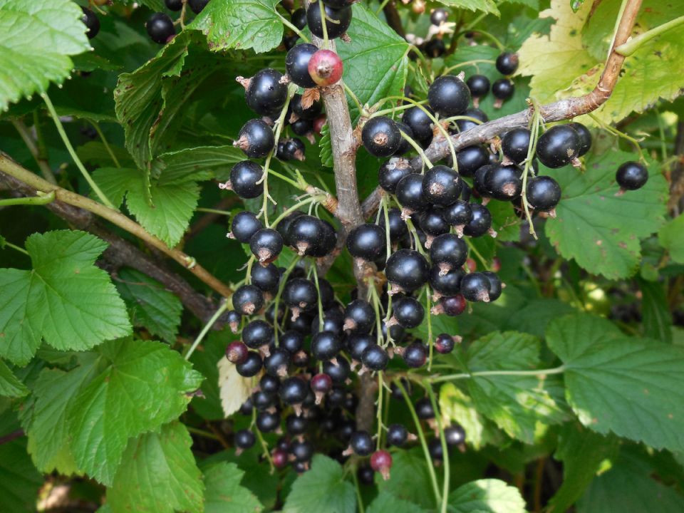 ��� ��������� ��������� �� �������: �� ����� �� ����