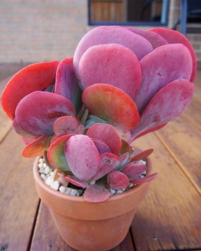 �������� ��� ��������� �����������: ����� ����� ������������� �����