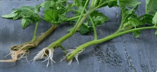 Пикировка или перевалка? Как не загубить рассаду