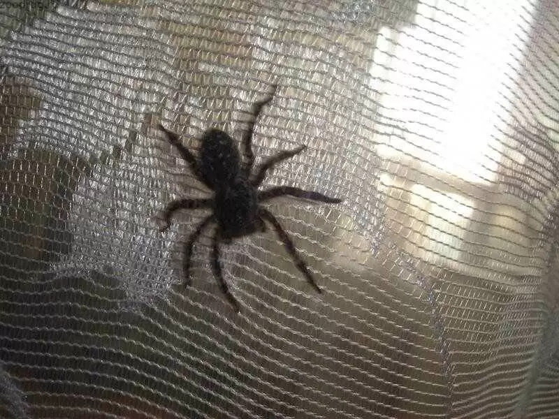 Как избавиться от незваных домашних гостей: пауков и насекомых