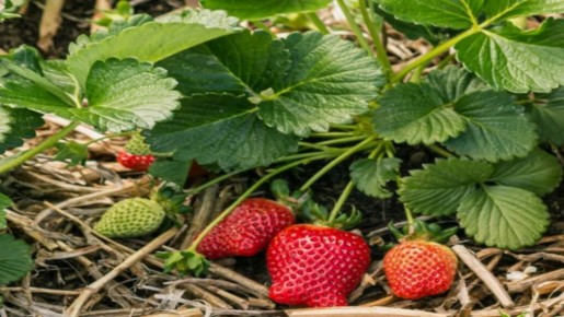 Секреты обильного урожая клубники: как подкармливать и заботиться о ягодах