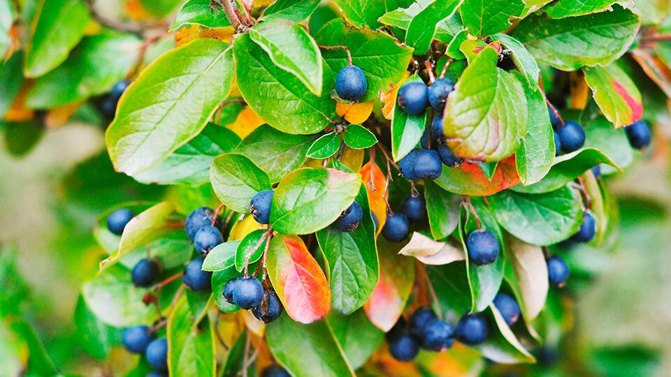 ��������� ���������: ��������� ������� ��� ����� ���������