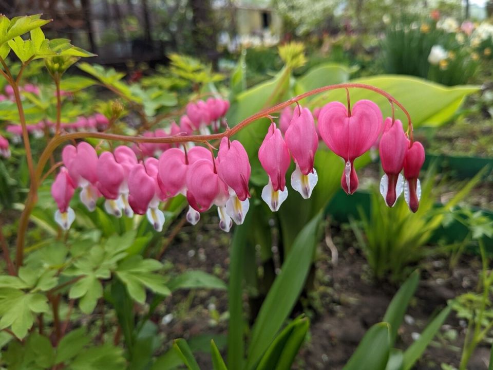 �������� � ���������� �����: ��� �������� � ������� �� ����� �������� ������ ������� �����