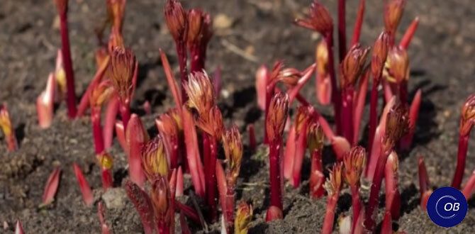 ������� ������� �������� ������: ����� � ��� ���������