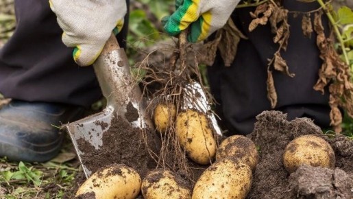 Уникальная методика посадки картофеля: как с небольшого участка собрать рекордный урожай
