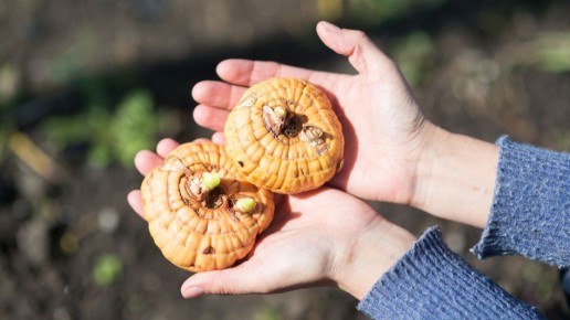 ��� ��������� ����������: 15-�������� ����, ������� ��������� ��� ���� � �����