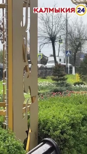 #НароднаяНовость. В центре Элисте распускаются яркие тюльпаны Под весенним дождем они особенно прекрасны #Калмыкия24