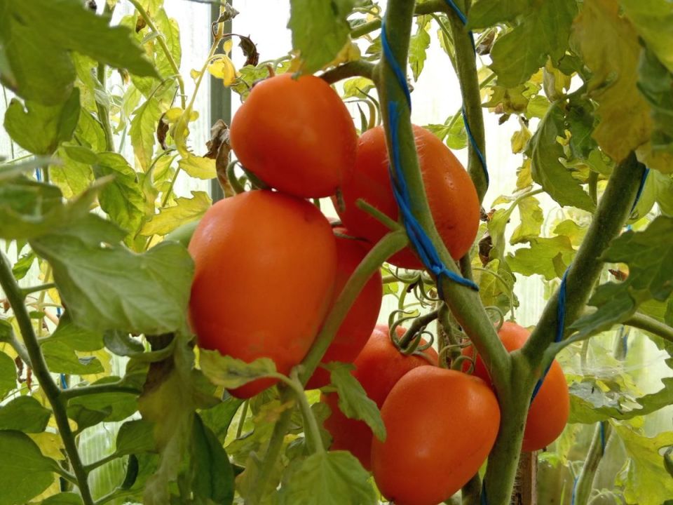 ������ ������ ������: ����������� ����� ���������� ������