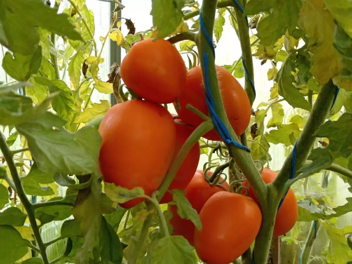 Томаты нового урожая: особенности сорта «Оранжевое сердце»
