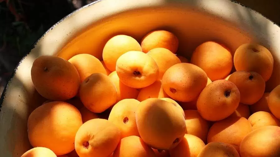 Роскачество проверяет абрикосы: опасные добавки в популярных брендах