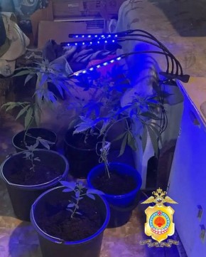 Полицейскими Калмыкии выявлены факты незаконного оборота наркотических средств и водных биологических ресурсов