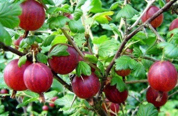 ��������� �������: ����������� �������� ���� ��� ��������