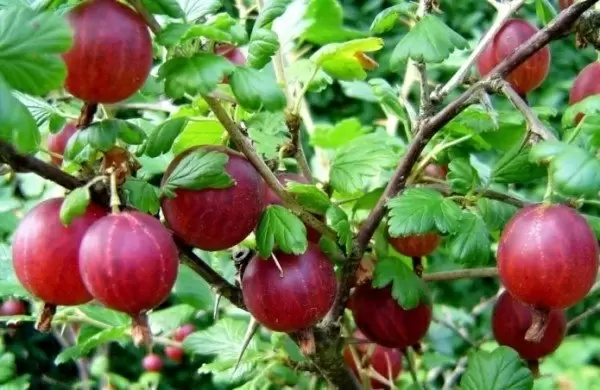 Крыжовник Малахит: проверенный временем сорт для дачников