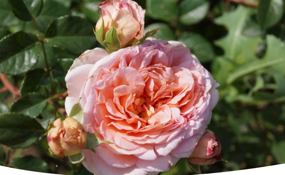 ���������� ���� ������ ������: ��������� ����������� � ������ ������