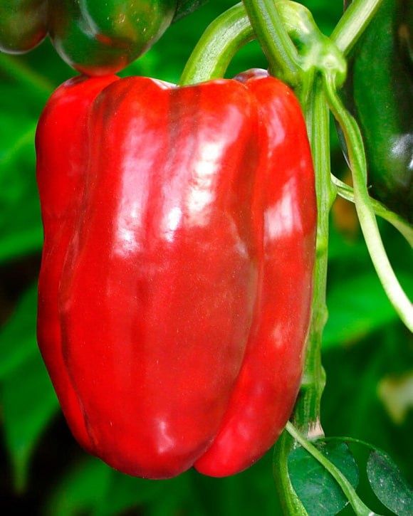 ������� �������� ������: ����� ����� ������ �������� ����������� � 2026 ����