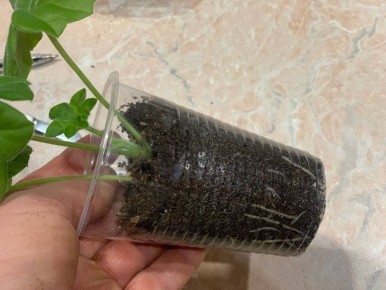 Как определить, что рассаду пора пересаживать: главный признак корней