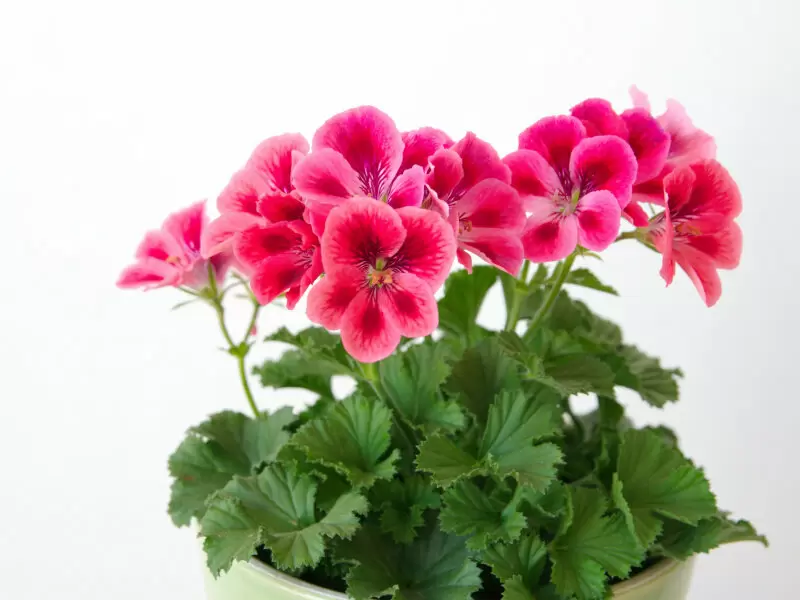 Герань: как сделать домашний уход простым и эффективным