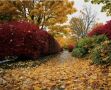 Осенний сад становится картиной: какие растения создают живую палитру участка